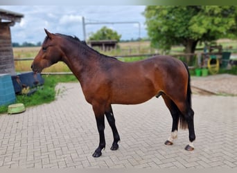 Deutsches Reitpony, Hengst, 2 Jahre, 142 cm, Dunkelbrauner