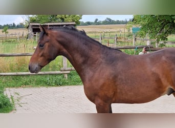 Deutsches Reitpony, Hengst, 2 Jahre, 142 cm, Dunkelbrauner