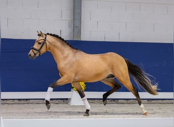 Deutsches Reitpony, Hengst, 2 Jahre, 142 cm, Falbe