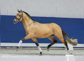 Deutsches Reitpony, Hengst, 2 Jahre, 142 cm, Falbe