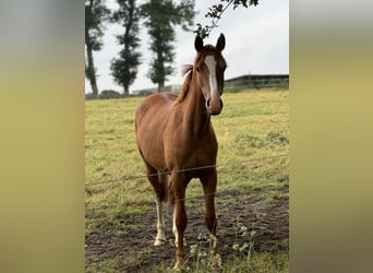 Deutsches Reitpony, Hengst, 2 Jahre, 142 cm, Fuchs