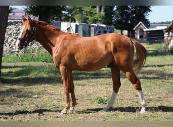 Deutsches Reitpony, Hengst, 2 Jahre, 142 cm, Fuchs