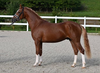 Deutsches Reitpony, Hengst, 2 Jahre, 142 cm, Fuchs