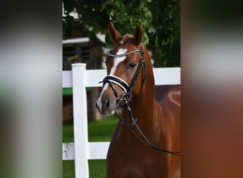 Deutsches Reitpony, Hengst, 2 Jahre, 142 cm, Fuchs