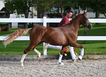 Deutsches Reitpony, Hengst, 2 Jahre, 142 cm, Fuchs