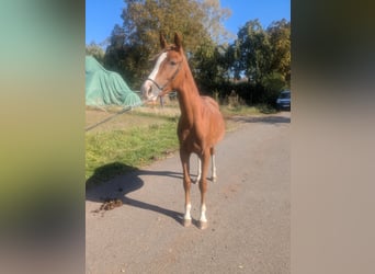 Deutsches Reitpony Mix, Hengst, 2 Jahre, 142 cm, Fuchs