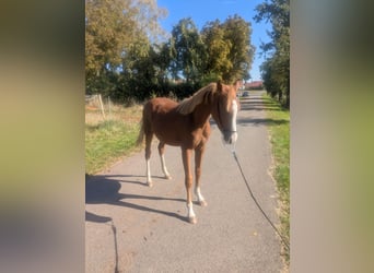 Deutsches Reitpony Mix, Hengst, 2 Jahre, 142 cm, Fuchs