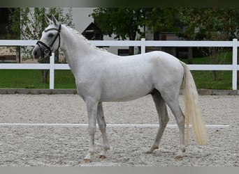 Deutsches Reitpony, Hengst, 2 Jahre, 142 cm, Schimmel