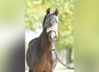 Deutsches Reitpony, Hengst, 2 Jahre, 143 cm, Dunkelbrauner