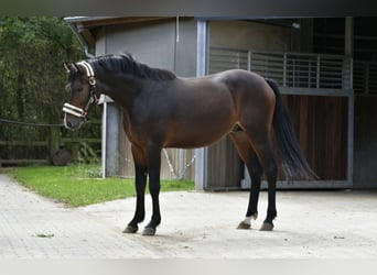 Deutsches Reitpony, Hengst, 2 Jahre, 143 cm, Dunkelbrauner