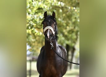 Deutsches Reitpony, Hengst, 2 Jahre, 143 cm, Dunkelbrauner