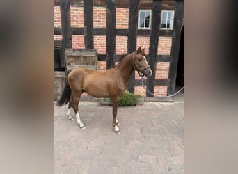 Deutsches Reitpony, Hengst, 2 Jahre, 143 cm, Dunkelfuchs