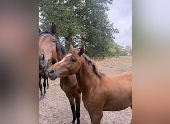 Deutsches Reitpony, Hengst, 2 Jahre, 143 cm, Dunkelfuchs