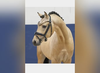 Deutsches Reitpony, Hengst, 2 Jahre, 143 cm, Falbe