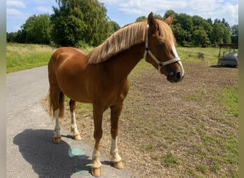 Deutsches Reitpony, Hengst, 2 Jahre, 143 cm, Fuchs