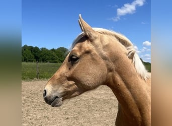 Deutsches Reitpony, Hengst, 2 Jahre, 143 cm, Palomino