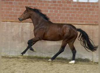 Deutsches Reitpony, Hengst, 2 Jahre, 144 cm, Brauner Deutsches Reitpony, Hengst, 2 Jahre, 144 cm, Brauner