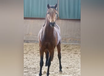Deutsches Reitpony, Hengst, 2 Jahre, 144 cm, Brauner Deutsches Reitpony, Hengst, 2 Jahre, 144 cm, Brauner