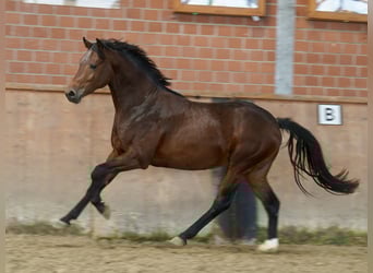 Deutsches Reitpony, Hengst, 2 Jahre, 144 cm, Brauner Deutsches Reitpony, Hengst, 2 Jahre, 144 cm, Brauner
