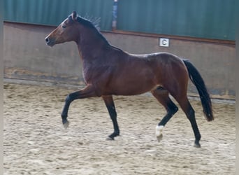 Deutsches Reitpony, Hengst, 2 Jahre, 144 cm, Brauner Deutsches Reitpony, Hengst, 2 Jahre, 144 cm, Brauner