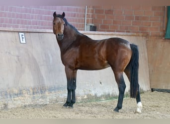 Deutsches Reitpony, Hengst, 2 Jahre, 144 cm, Brauner Deutsches Reitpony, Hengst, 2 Jahre, 144 cm, Brauner