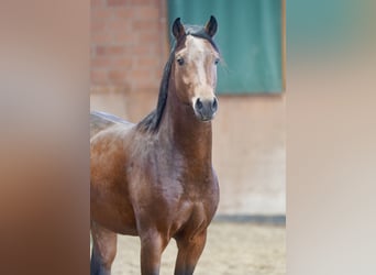 Deutsches Reitpony, Hengst, 2 Jahre, 144 cm, Brauner Deutsches Reitpony, Hengst, 2 Jahre, 144 cm, Brauner
