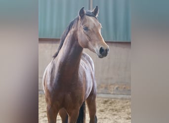 Deutsches Reitpony, Hengst, 2 Jahre, 144 cm, Brauner Deutsches Reitpony, Hengst, 2 Jahre, 144 cm, Brauner
