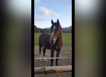 Deutsches Reitpony, Hengst, 2 Jahre, 144 cm, Brauner