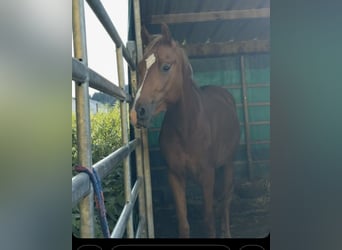 Deutsches Reitpony, Hengst, 2 Jahre, 144 cm, Dunkelfuchs