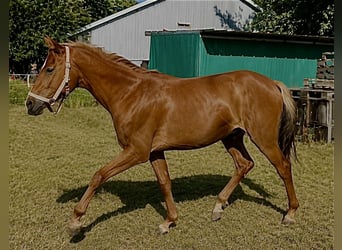 Deutsches Reitpony, Hengst, 2 Jahre, 144 cm, Dunkelfuchs