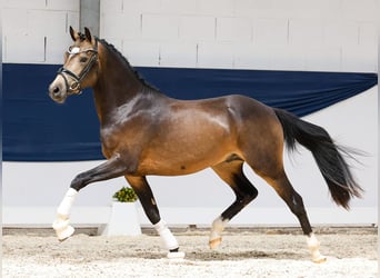 Deutsches Reitpony, Hengst, 2 Jahre, 144 cm, Falbe