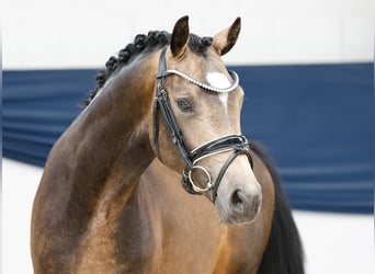 Deutsches Reitpony, Hengst, 2 Jahre, 144 cm, Falbe