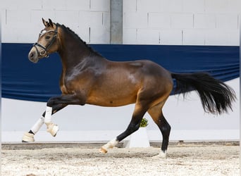 Deutsches Reitpony, Hengst, 2 Jahre, 144 cm, Falbe