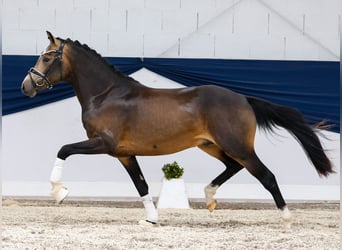 Deutsches Reitpony, Hengst, 2 Jahre, 144 cm, Falbe