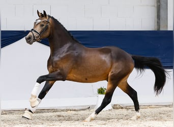 Deutsches Reitpony, Hengst, 2 Jahre, 144 cm, Falbe