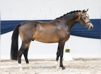 Deutsches Reitpony, Hengst, 2 Jahre, 144 cm, Falbe