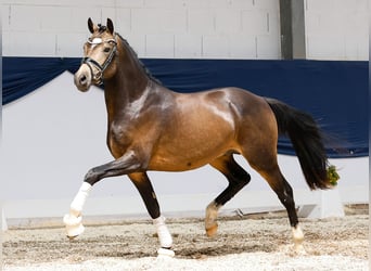 Deutsches Reitpony, Hengst, 2 Jahre, 144 cm, Falbe