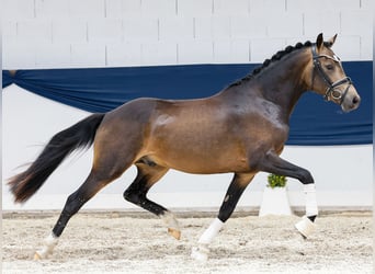 Deutsches Reitpony, Hengst, 2 Jahre, 144 cm, Falbe