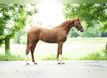 Deutsches Reitpony, Hengst, 2 Jahre, 144 cm, Fuchs