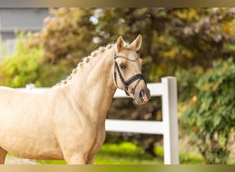 Deutsches Reitpony, Hengst, 2 Jahre, 144 cm, Palomino