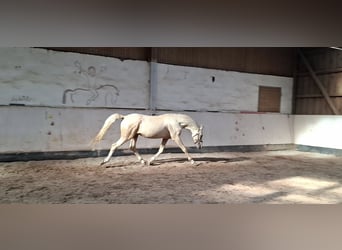 Deutsches Reitpony, Hengst, 2 Jahre, 144 cm, Palomino
