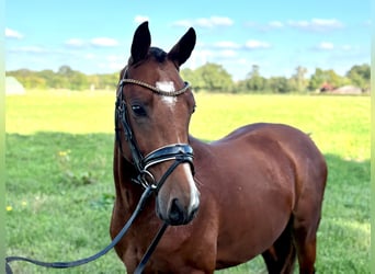 Deutsches Reitpony, Hengst, 2 Jahre, 145 cm, Brauner