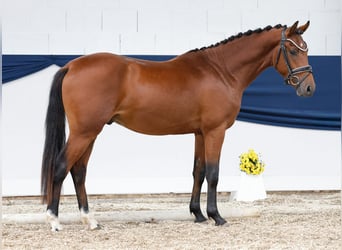 Deutsches Reitpony, Hengst, 2 Jahre, 145 cm, Brauner