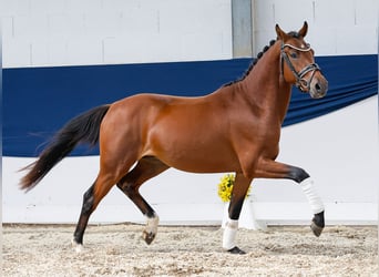 Deutsches Reitpony, Hengst, 2 Jahre, 145 cm, Brauner