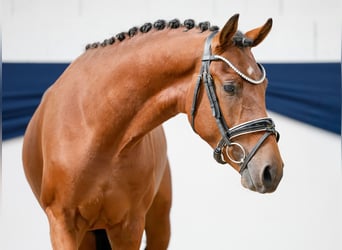 Deutsches Reitpony, Hengst, 2 Jahre, 145 cm, Brauner