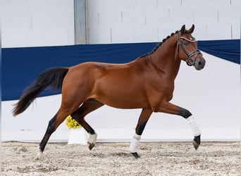 Deutsches Reitpony, Hengst, 2 Jahre, 145 cm, Brauner