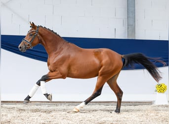 Deutsches Reitpony, Hengst, 2 Jahre, 145 cm, Brauner