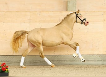 Deutsches Reitpony, Hengst, 2 Jahre, 145 cm, Cremello