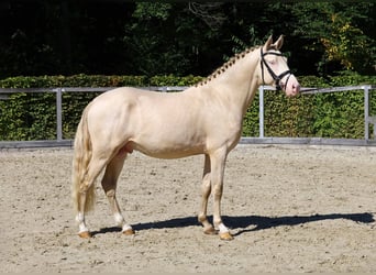 Deutsches Reitpony, Hengst, 2 Jahre, 145 cm, Cremello