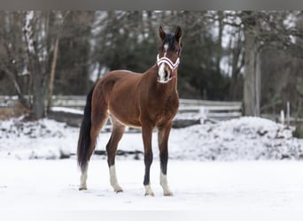 Deutsches Reitpony, Hengst, 2 Jahre, 145 cm, Dunkelbrauner